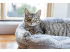 Adopt Gem a Brown or Chocolate Domestic Shorthair cat in Dayton, OH (41564017)