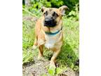 Adopt Buick a Brown/Chocolate Belgian Malinois / Corgi / Mixed dog in