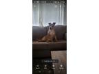 Adopt Dolly a Tan/Yellow/Fawn American Pit Bull Terrier / Mixed dog in Westland