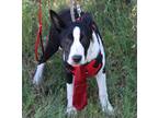 Adopt Willy a Black - with White Border Collie / Mixed dog in Seattle