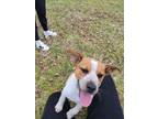 Adopt FlapJack a Brown/Chocolate - with White Mutt / Mixed dog in Spanish Fort