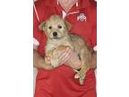 Adopt Oscar a Tan/Yellow/Fawn - with Black Wheaten Terrier / Mixed dog in New