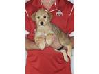 Adopt Cinnamon a Tan/Yellow/Fawn - with Black Wheaten Terrier / Mixed dog in New