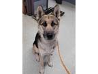 Adopt Loki AKA Ruger a Black Mixed Breed (Small) / Mixed Breed (Medium) / Mixed