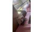 Adopt Ferb a Black & White or Tuxedo Tabby / Mixed (short coat) cat in Wyncote