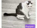 Adopt Hopper a White (Mostly) Domestic Shorthair / Mixed (short coat) cat in