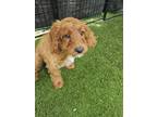 Adopt Berri a Red/Golden/Orange/Chestnut Cavapoo / Cavalier King Charles Spaniel