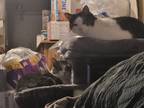 Adopt Maple a Brown Tabby American Shorthair / Mixed (short coat) cat in