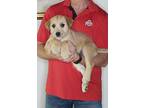 Adopt Nutmeg a Tan/Yellow/Fawn Wheaten Terrier / Mixed dog in New Philadelphia