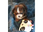 Adopt Teek a Red/Golden/Orange/Chestnut - with Black Pekingese / Pomeranian /