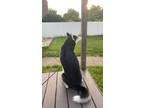 Adopt Hades a Black - with White Husky / Mixed dog in Nashport, OH (41563923)