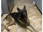 Adopt Venice a Black - with Tan, Yellow or Fawn German Shepherd Dog / Mixed dog