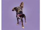 Adopt Sampson a Mixed Breed (Small) / Mixed dog in Durham, NC (41563805)