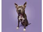 Adopt Misty a Mixed Breed (Large) / Mixed dog in Durham, NC (41563864)
