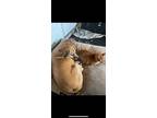 Adopt Macie a Tan/Yellow/Fawn - with White Labrador Retriever / Boxer / Mixed