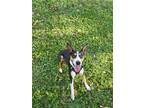 Adopt Bullseye a Brown/Chocolate - with White Rat Terrier / Mixed dog in Miami