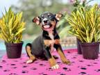 Adopt lucas a Black - with Tan, Yellow or Fawn Cattle Dog / Border Terrier /