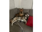 Adopt Buck a White - with Black German Shepherd Dog / Husky / Mixed dog in