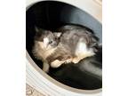 Adopt Nani a Gray or Blue (Mostly) Domestic Shorthair (short coat) cat in