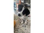Adopt Cream (Beauty Ridge Girls 4) a Beagle / Terrier (Unknown Type