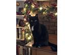 Adopt Rafi a Black & White or Tuxedo Domestic Shorthair / Mixed (short coat) cat