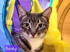 Adopt Becky a Gray or Blue (Mostly) Domestic Shorthair / Mixed (short coat) cat