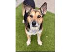 Adopt Lady a Black - with Tan, Yellow or Fawn Corgi / German Shepherd Dog /