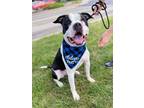 Adopt Dodger TERRIER Barkville a Pit Bull Terrier / Mixed dog in Rockaway