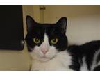 Adopt Eagle a Domestic Shorthair / Mixed (short coat) cat in Lancaster