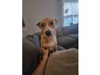 Adopt Chi-chi a Red/Golden/Orange/Chestnut Australian Cattle Dog / Mixed dog in
