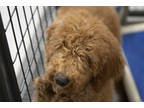 Adopt Captain America a Red/Golden/Orange/Chestnut Golden Retriever / Poodle
