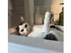 Adopt Darcy a Brown Tabby Domestic Shorthair (short coat) cat in Toronto