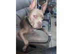 Adopt Nahla a Tan/Yellow/Fawn - with White American Pit Bull Terrier / Mixed dog