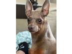 Adopt Isaiah (courtesy post) a Red/Golden/Orange/Chestnut Miniature Pinscher /