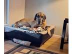 Adopt Nobie a Great Dane dog in Windsor, CO (41563731)
