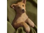 Adopt Bunkie a Husky / Catahoula Leopard Dog / Mixed dog in El Dorado