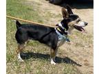 Adopt Bella a Tricolor (Tan/Brown & Black & White) Fox Terrier (Smooth) / Feist