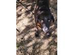 Adopt Lulu a Black - with White Labrador Retriever / Husky / Mixed dog in