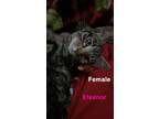 Adopt Eleanor a Brown Tabby Tabby / Mixed (short coat) cat in Las Vegas