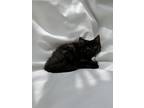Adopt Harper a Black (Mostly) Maine Coon (long coat) cat in San Diego