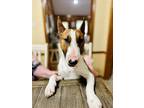 Adopt Chico a Brown/Chocolate - with White Bull Terrier / Mixed dog in Garland