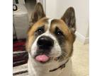 Adopt Bruno a Brown/Chocolate - with White Akita / Mixed dog in Doral