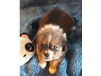 Adopt Buster a Red/Golden/Orange/Chestnut - with Black Pekingese / Pomeranian /