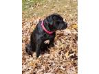 Adopt JOSEPHINE - PRESA CANARIO SWEET LOVING BEAUTIFUL a Black - with White