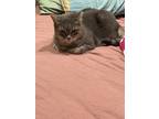 Adopt Bubbles a Gray, Blue or Silver Tabby Domestic Shorthair / Mixed (medium