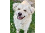 Adopt New Destiny a Red/Golden/Orange/Chestnut Golden Retriever / Husky / Mixed