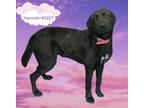 Adopt Hannah a Black - with White Labrador Retriever / Mixed Breed (Medium) /