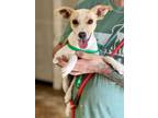 Adopt Tigger a White - with Tan, Yellow or Fawn Feist / Mixed dog in Brunswick