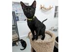 Adopt Otis a All Black American Shorthair (short coat) cat in West Palm Beach