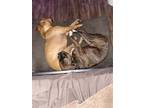 Adopt Chloe a Brindle - with White American Pit Bull Terrier / Mixed dog in